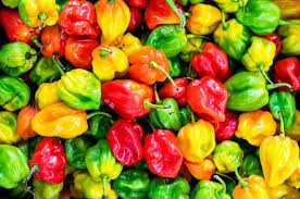 cihisa piment