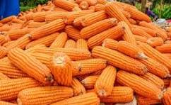 🌽 Maïs Ya Kwetu